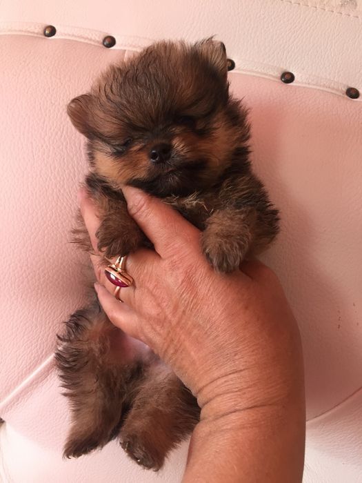 померанский шпиц