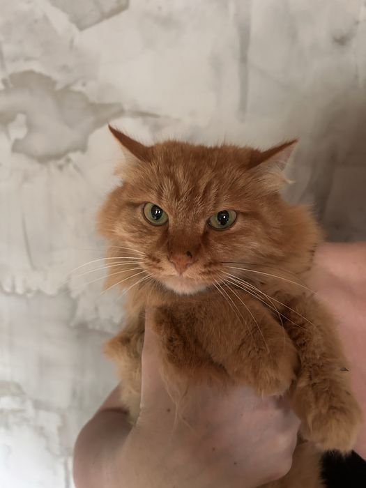 Найден рыжий кот