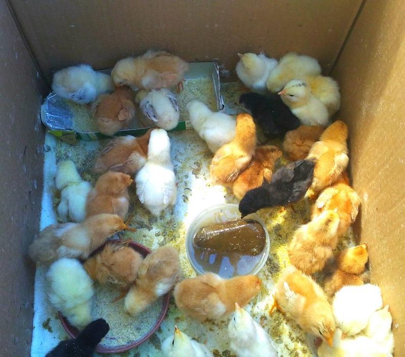 Продам инкубатор очень хороший