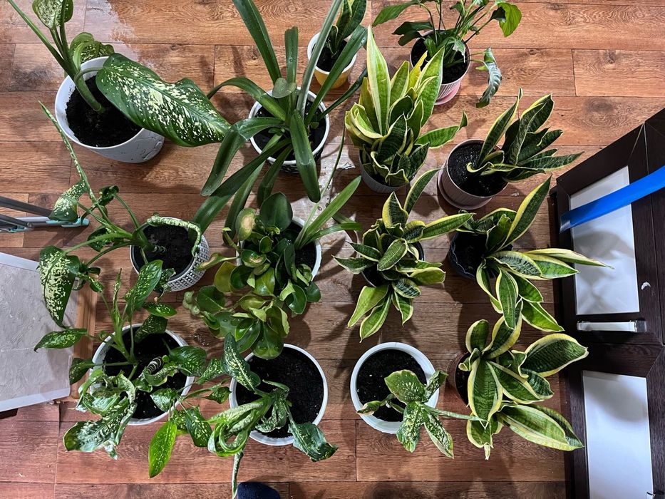 Цветы комнатные 3000тг. - 5000 тг