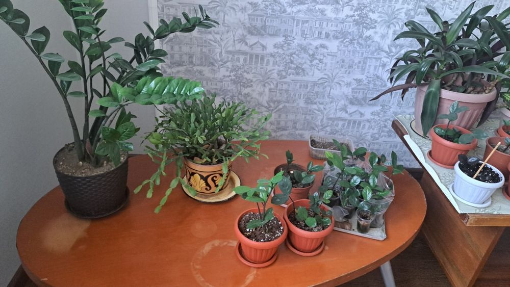 Продам цветы домашние цены от  500