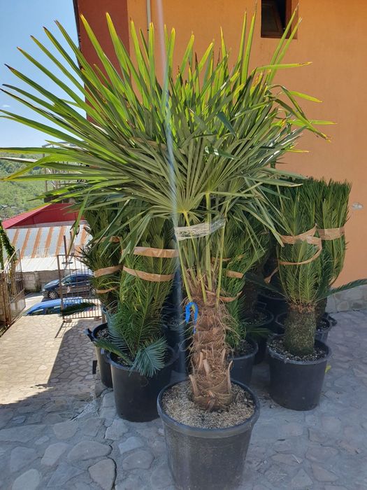 Plante ornamentale