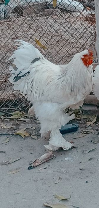 брама хўроз сотилади