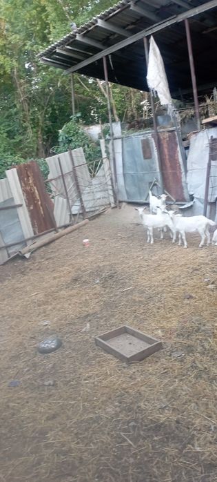 Продам козочек и козлика