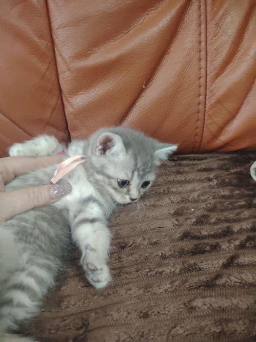 Замечательные котятки
