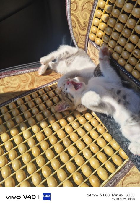 Өте ақылды мысық