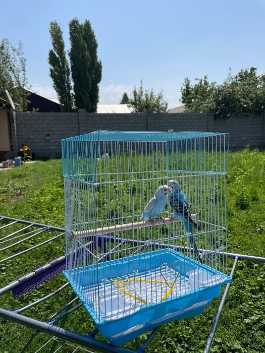 Попугай комплект