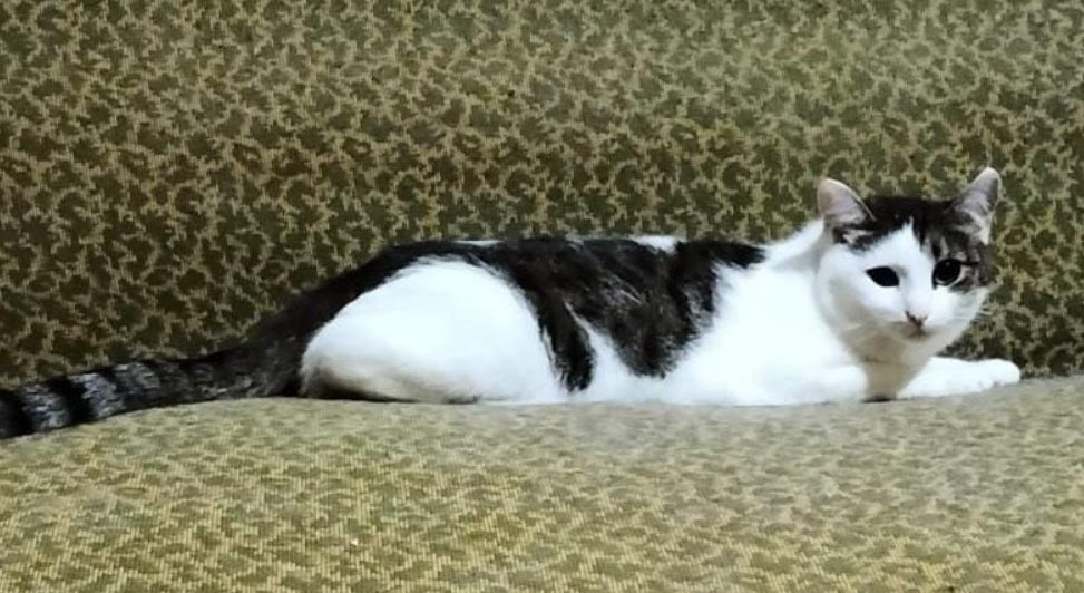 Снежинка в поисках самого лучшего дома!!