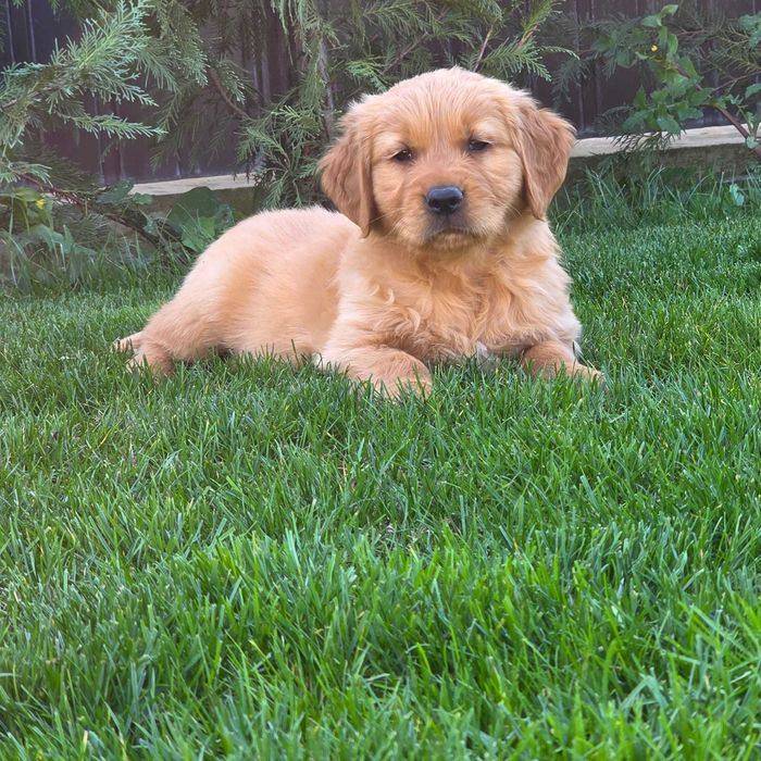 Pui Golden Retriever