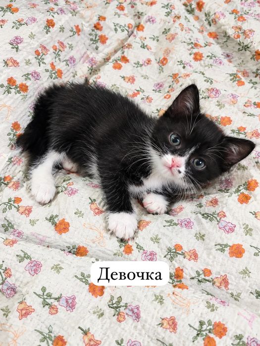 Отдам котят в добрые руки