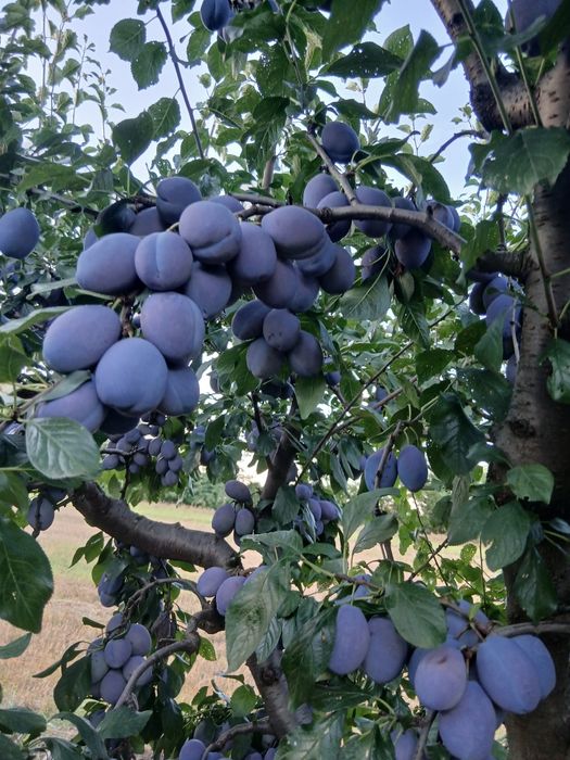 Prune de țuică, gem