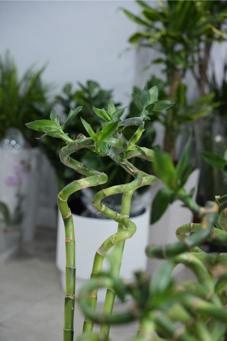 Комнатный бамбук: ветка