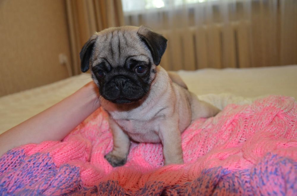 Продам щенков мопса