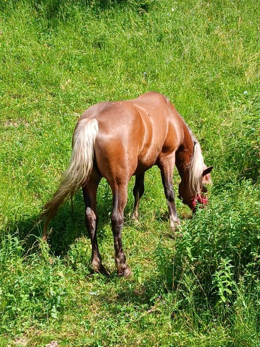 Iapă de 5 ani de vânzare
