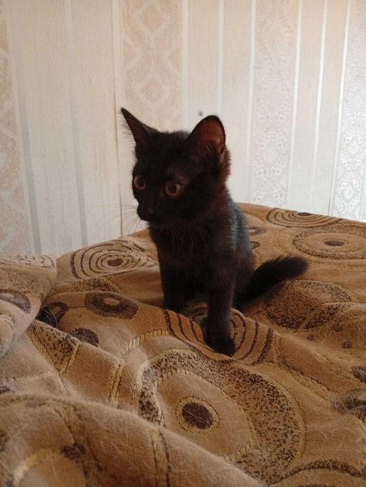 Отдам котенка девочку