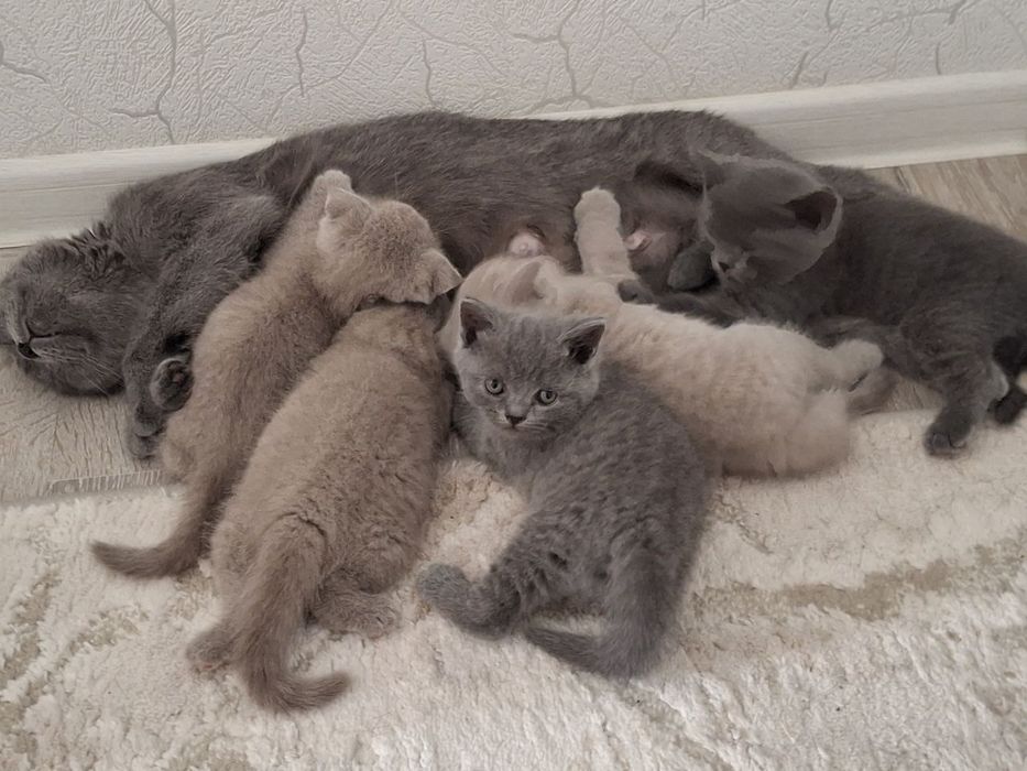 Продаются породистые котята.
