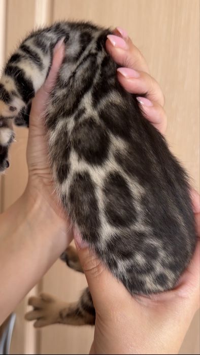 Бенгальские котята