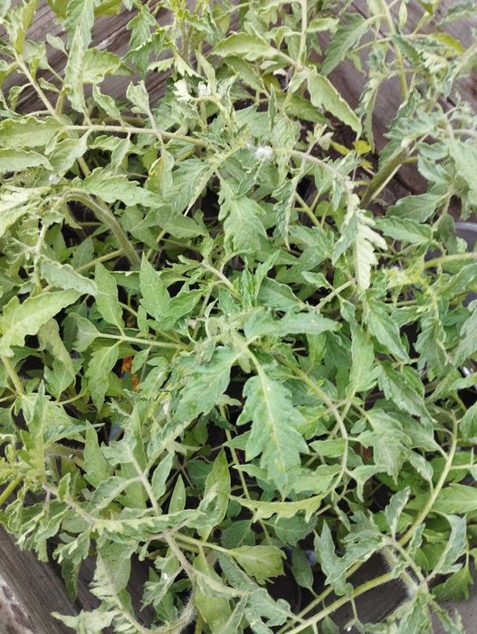 Продам Рассаду помидор
