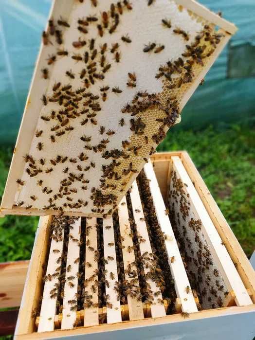 Vand miere salcam bio