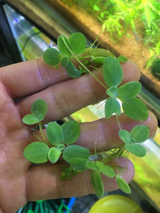 Piscia - Plante de suprafață