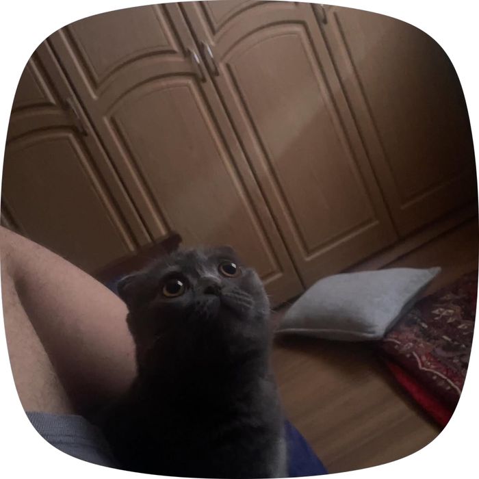 Британский   Кот