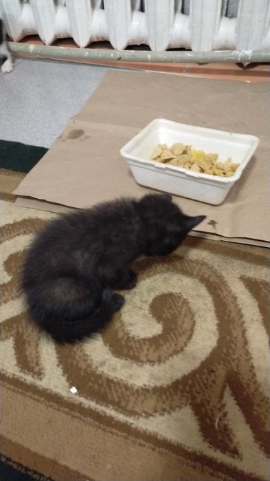 Котята домашние красивые