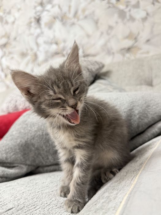 Отдам девочку котенка бесплатно