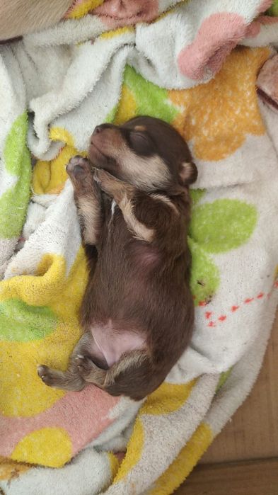 Продам щенков той-терерчиков