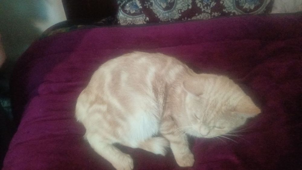 Отдам даром в добрые руки!