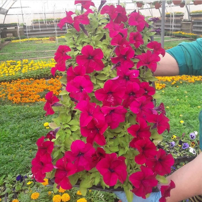 ПЕТУНИИ , рассада однолетних цветов