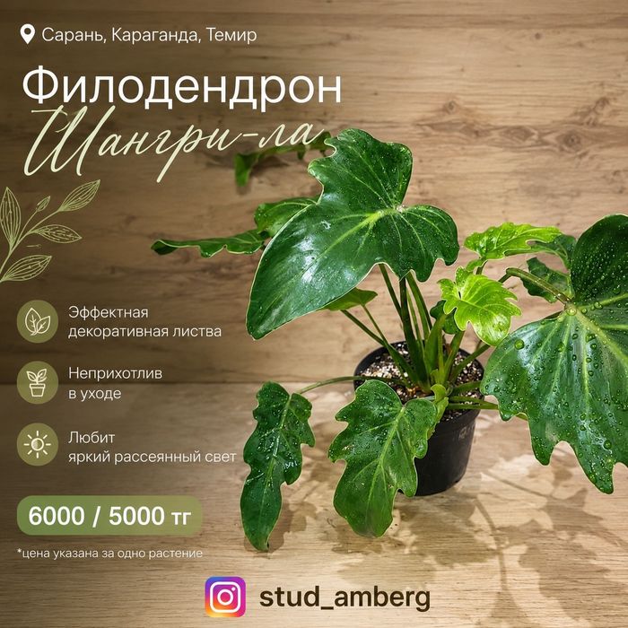 Филодендрон  1...