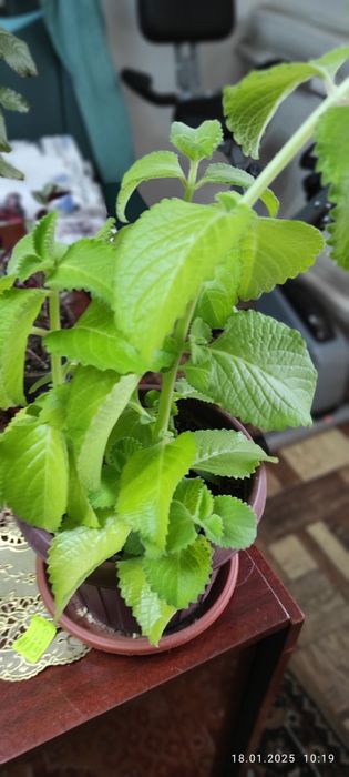 Цветы комнатные разные