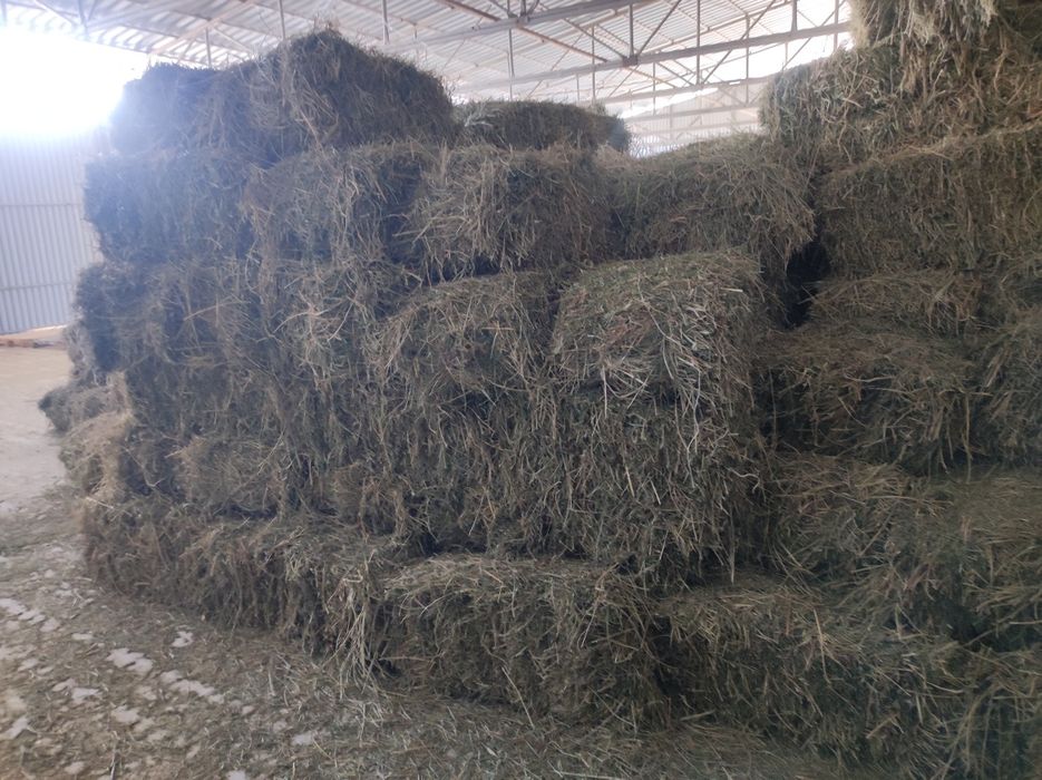 Таза жоңышқа бағасы 1900