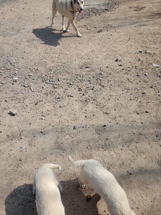 Щенки лайки и алабая