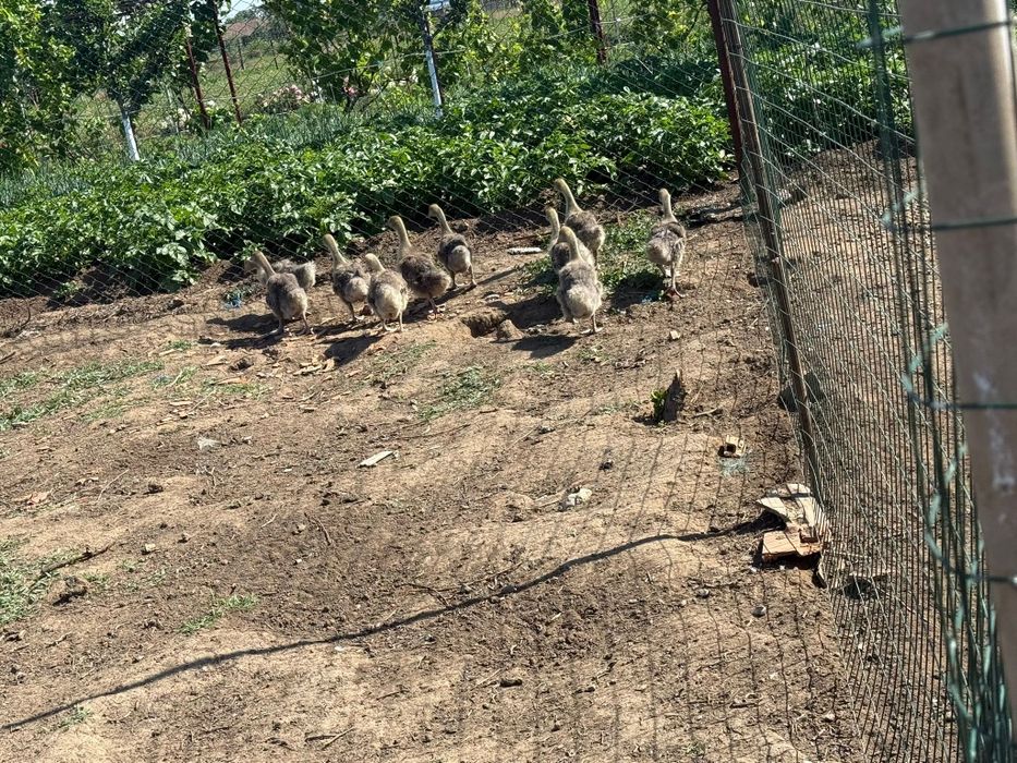 Rațe pekin de vânzare și gâște touse