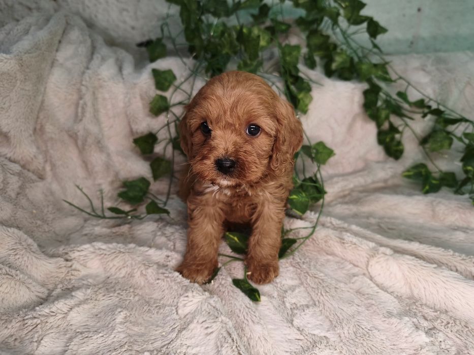 Vand fetita Cavapoo red F1
