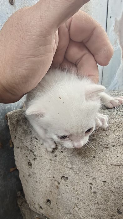 Дарю котят с кошкой