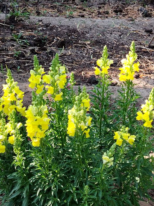 Рассада английской голубой аквилегии, матрикарии. вероники