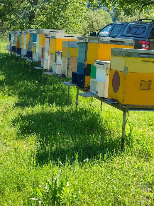 Vând familii de albine