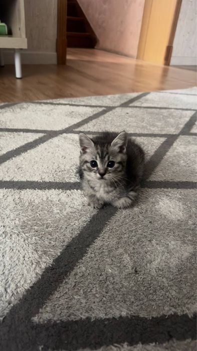 Продаются котята