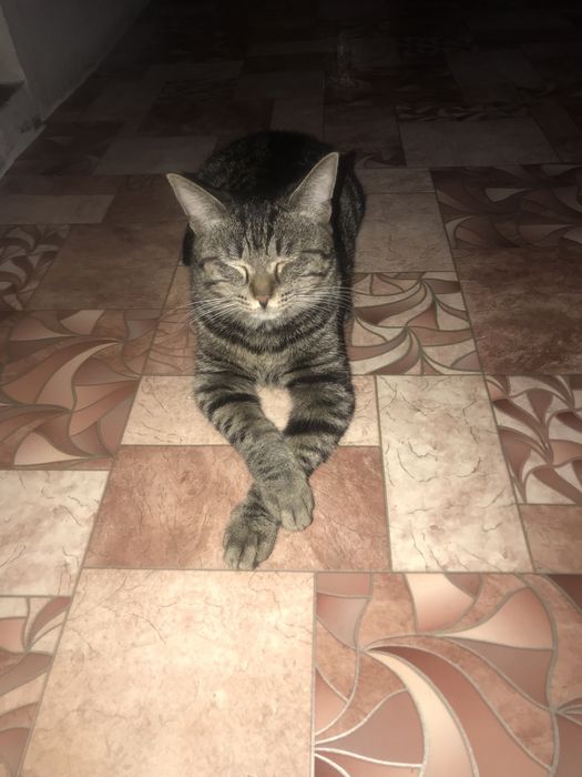 Ищу кота ему годик