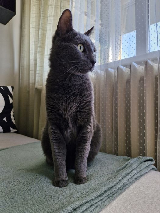 Pet sitting la domiciliu & plimbări câini – București | Paw Walks & Purrfect Care