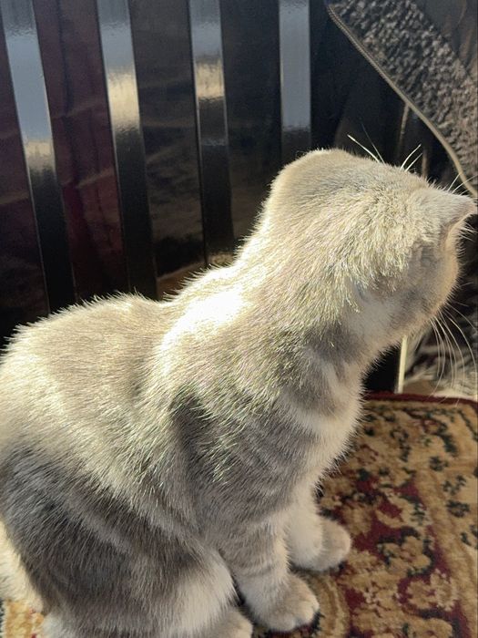 Скотиш страйт веслаухо 3 месеця