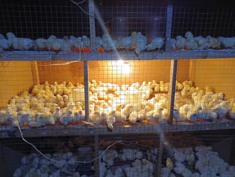 Адлер жужалари сотувда