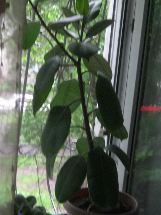 Фикусы разные  в горшках