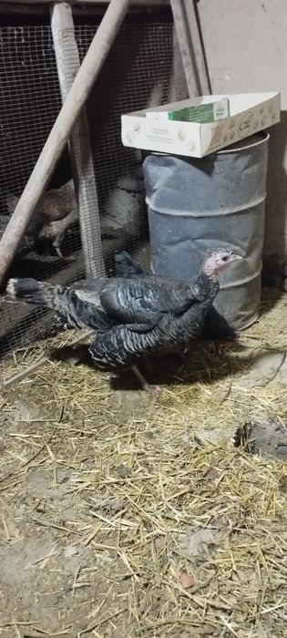 Indyuk furo'shba sotiladi