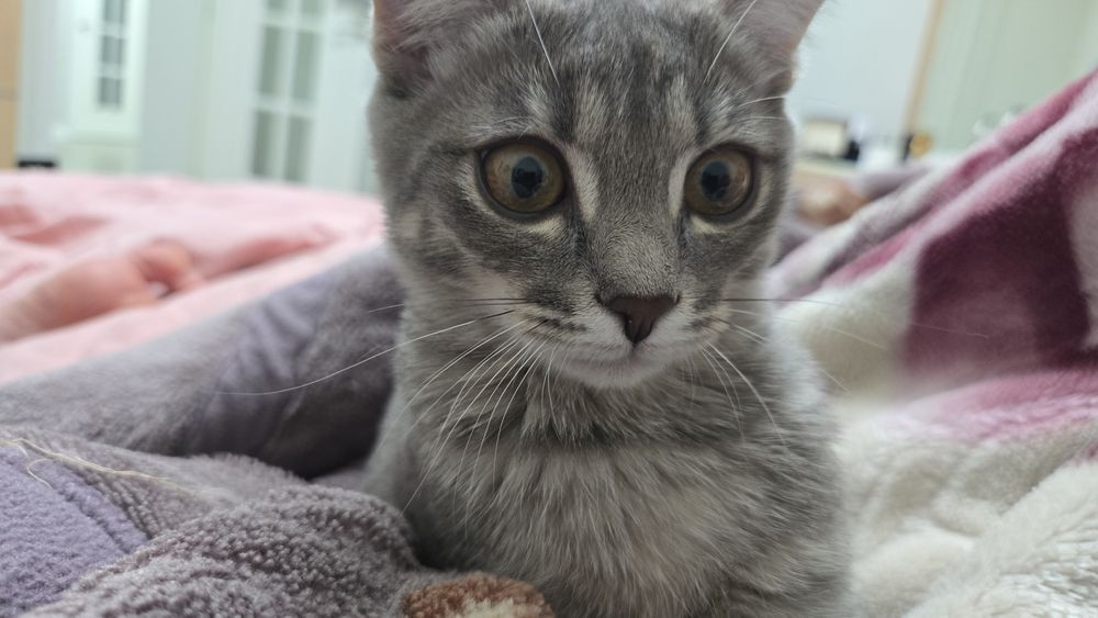 Продам котенка веслоуха