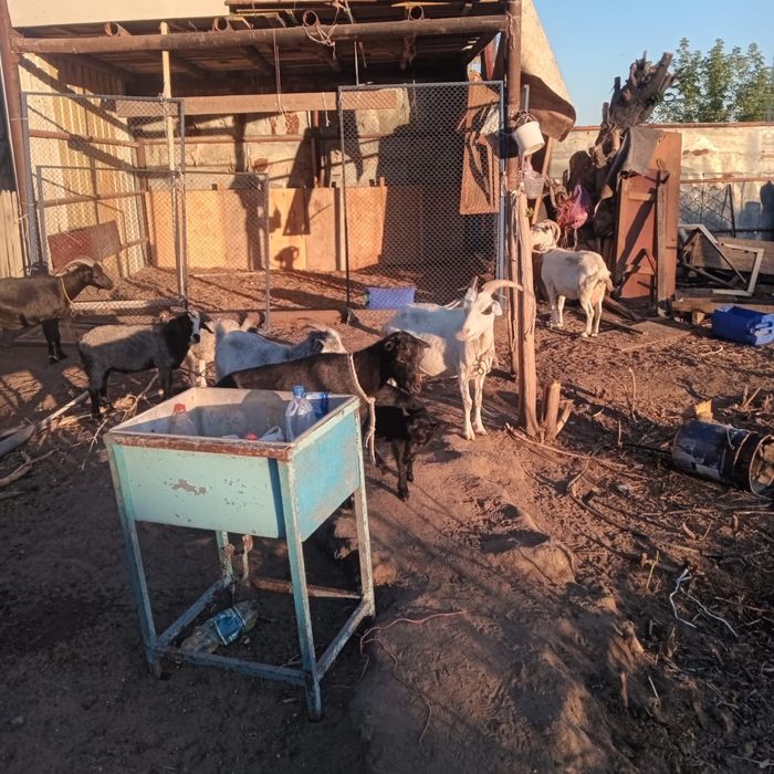 Продаю дом с большим участком