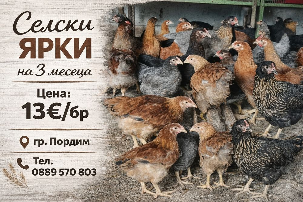 Ярки Супер Харко за яйца ,селски,петли