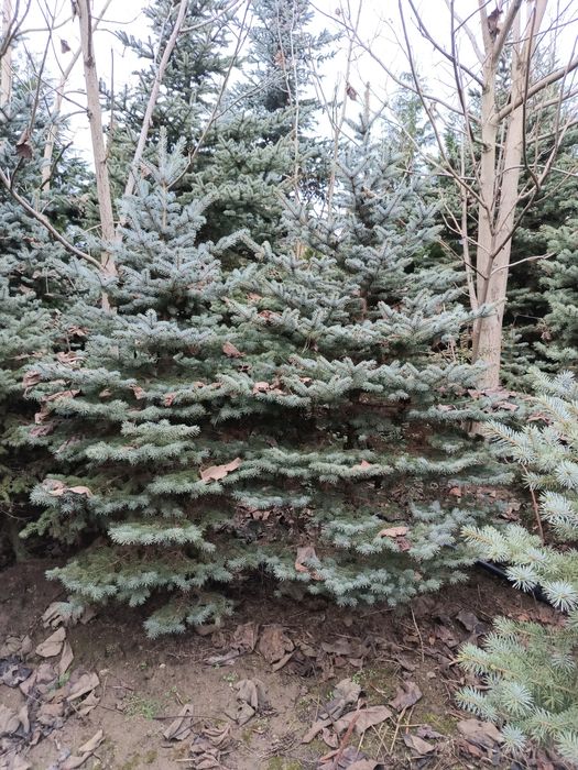 Brazi argintii de vanzare